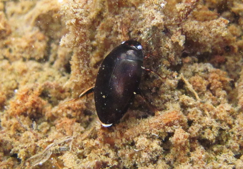 Agabus cf. bipustulatus, Dytiscidae